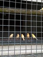 Kanaries, Dieren en Toebehoren, Meerdere dieren, Kleurkanarie