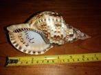 Tritonshoorn / Trompetschelp - Charonia Variegata, Ophalen of Verzenden, Schelp(en)