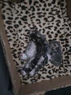 Lieve bruine kittens, Dieren en Toebehoren, Katten en Kittens | Raskatten | Korthaar, Kater, Ontwormd