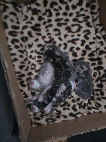 Lieve bruine kittens beschikbaar voor biedingen