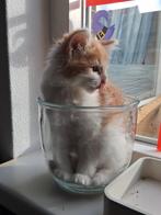 Ragdoll/maine coon kitten katers!, Dieren en Toebehoren, Katten en Kittens | Overige Katten, Meerdere dieren