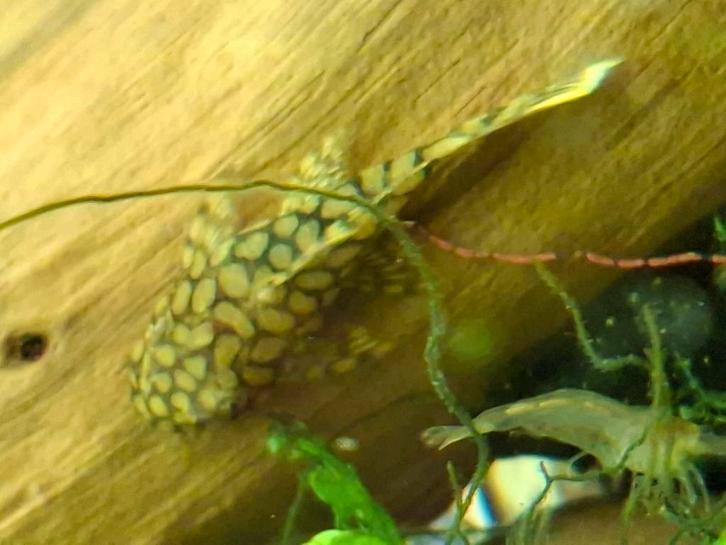 Ancistrus Wabenmunster 3 a 4 cm (l519), Dieren en Toebehoren, Vissen | Aquariumvissen