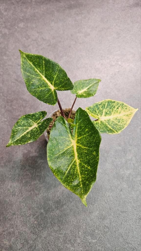 Alocasia New Guinea Gold Variegata, Huis en Inrichting, Kamerplanten, Minder dan 100 cm, Halfschaduw, Ophalen of Verzenden