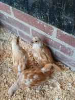 Koppel en trio Sebright, Dieren en Toebehoren, Pluimvee, Meerdere dieren, Kip