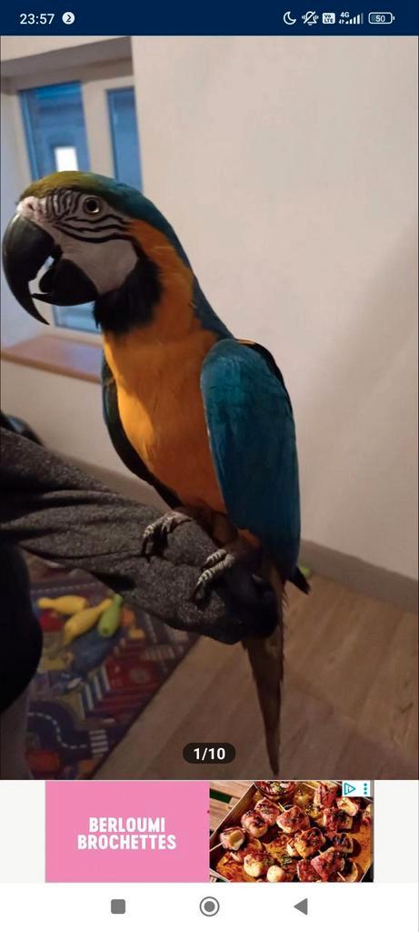 Ara man, Dieren en Toebehoren, Vogels | Parkieten en Papegaaien, Papegaai, Mannelijk, Pratend, Tam, Geringd