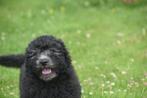 Poedel kruising pup prachtig behaard, Rabiës (hondsdolheid), 15 weken tot 1 jaar, Reu, Buitenland