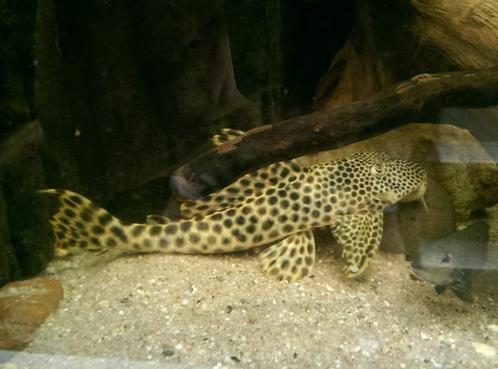 L-Nummers: L075 Peckoltia sabaji, Dieren en Toebehoren, Vissen | Aquariumvissen, Zoetwatervis, Vis