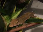 Correlophus ciliatus - Wimpergekko, Dieren en Toebehoren, Hagedis, 0 tot 2 jaar
