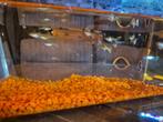 Guppies te koop, Dieren en Toebehoren, Vissen | Aquariumvissen, Vis, Zoetwatervis