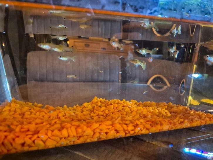 Guppies te koop, Dieren en Toebehoren, Vissen | Aquariumvissen, Zoetwatervis, Vis