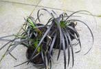 Ophiopogon, slangenbaard, vaste plant, Tuin en Terras, Ophalen, Bodembedekkers, Vaste plant, Halfschaduw