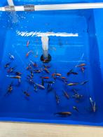 Koi 9-12 cm voor 12,50 pst desgewenst bezorgd aan huis, Dieren en Toebehoren, Vissen | Vijvervissen, Karper of Koi