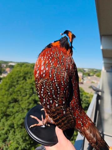 Prachtige recent opgezette Temminck Tragopaan fazant vogel  beschikbaar voor biedingen