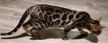 2 bengaal kittens poesjes met zeer mooi patroon glitter F5 beschikbaar voor biedingen