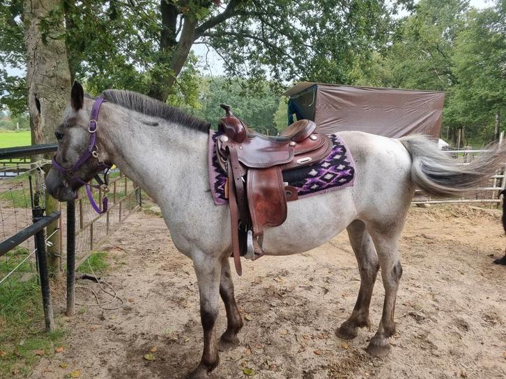 Westernzadel, Dieren en Toebehoren, Paarden en Pony's | Zadels, Ophalen of Verzenden