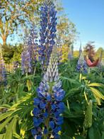 zaden van planten te koop, Ophalen of Verzenden, Voorjaar, Volle zon, Zaad