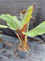 Ensete maurelii - rode bananenplant, Ophalen, Zomer, Volle zon
