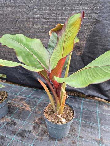 Ensete maurelii - rode bananenplant
 beschikbaar voor biedingen
