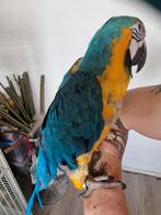 Lieve blauwvleugel ara, vermoedelijk pop 3 jaar oud., Dieren en Toebehoren, Geslacht onbekend, Papegaai, Pratend