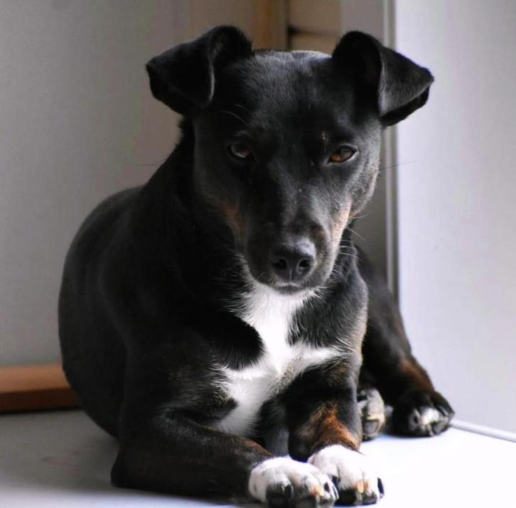 Jack russell zoekt nieuw huisje, Dieren en Toebehoren, Honden | Jack Russells en Terriërs, Teef, Jack Russell Terriër, Particulier