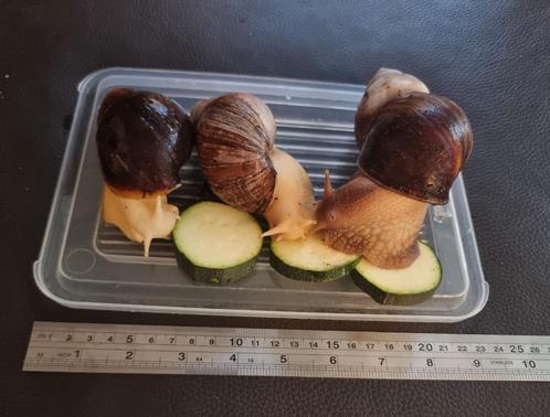 Agaatslakken, Dieren en Toebehoren, Reptielen en Amfibieën