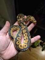 Redstripe clown het ultramel, Dieren en Toebehoren, Reptielen en Amfibieën, Slang, 0 tot 2 jaar