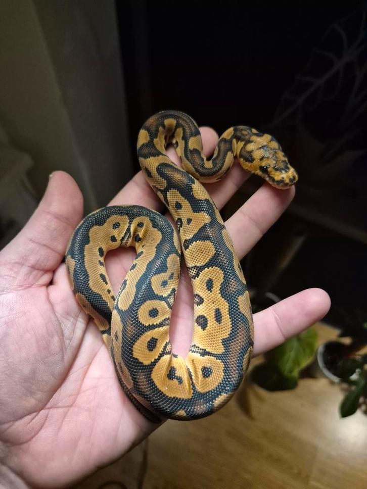 Redstripe clown het ultramel