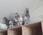 Te koop 3 jonge Pakistaanse hoogvliegers, Dieren en Toebehoren, Vogels | Duiven