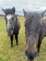 2 schimmel merrie d pony, Dieren en Toebehoren, Paarden, Merrie, Onbeleerd, Minder dan 160 cm, 3 tot 6 jaar