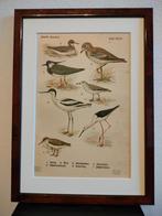 Litho Floericke Kievit Kluut Griel Watersnip Steltloper 1922, Verzenden