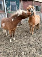 Verzorgster gezocht, Dieren en Toebehoren, Paarden en Pony's | Verzorgingsproducten, Ophalen of Verzenden