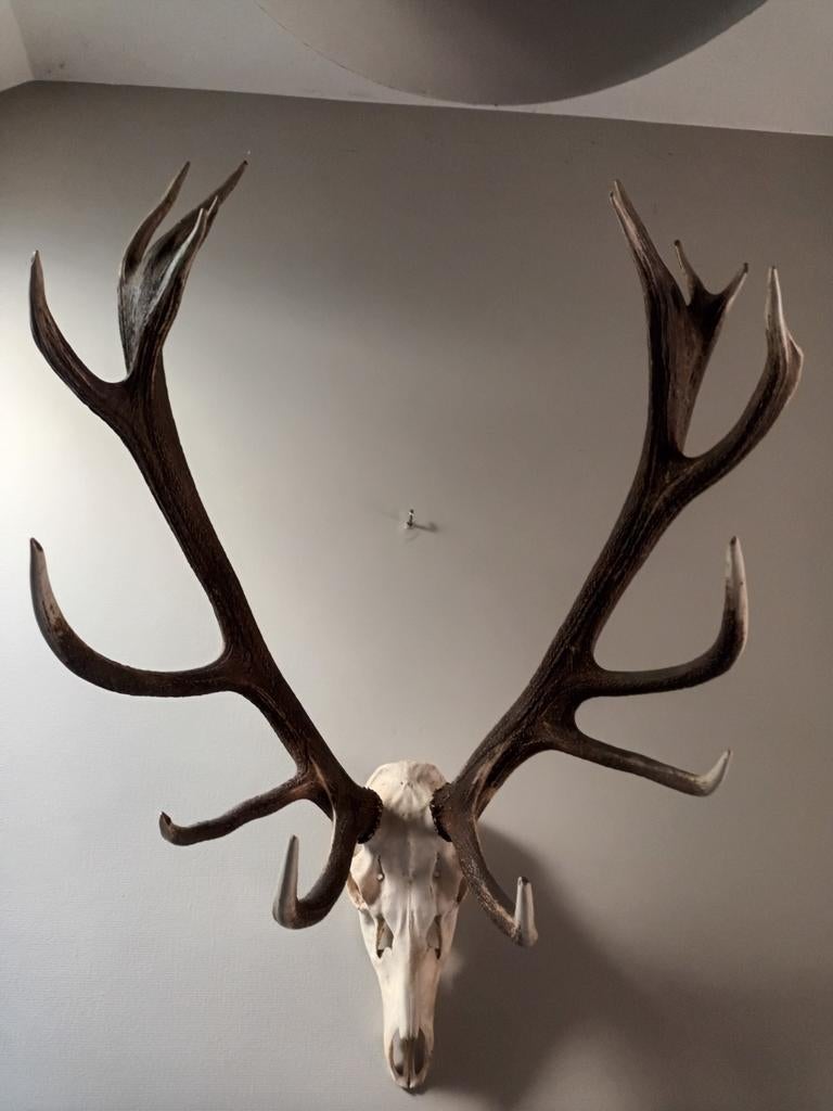 Edelhert gewei, Verzamelen, Dierenverzamelingen, Ophalen of Verzenden, Hert, Gewei of Kop