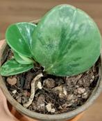 Peperomia magnoliifolia (3), Ophalen of Verzenden, Halfschaduw, Minder dan 100 cm