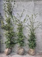 Groene beukenhaag met kluit, Tuin en Terras, Planten | Tuinplanten, Ophalen