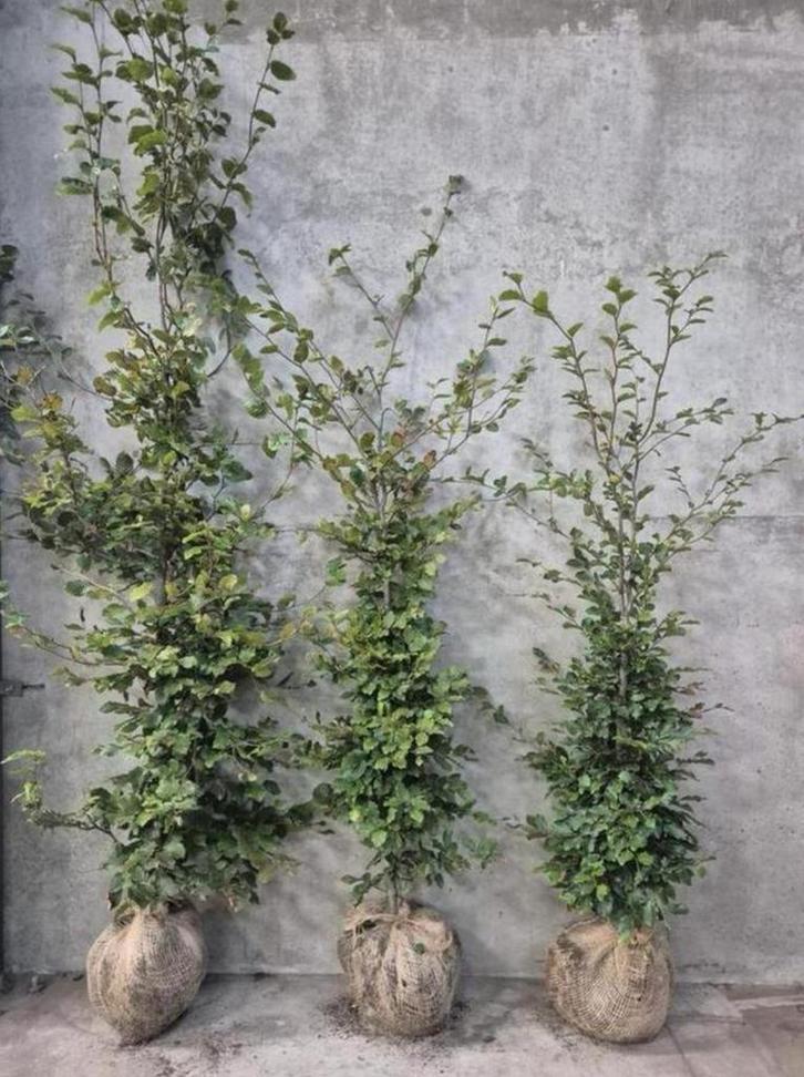 Groene beukenhaag met kluit, Tuin en Terras, Planten | Tuinplanten, Ophalen