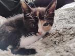 Zeer lieve kittens, Dieren en Toebehoren, 0 tot 2 jaar