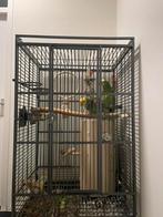 Amazon papegaai vrouwtje en mannetje, Dieren en Toebehoren, Vogels | Parkieten en Papegaaien