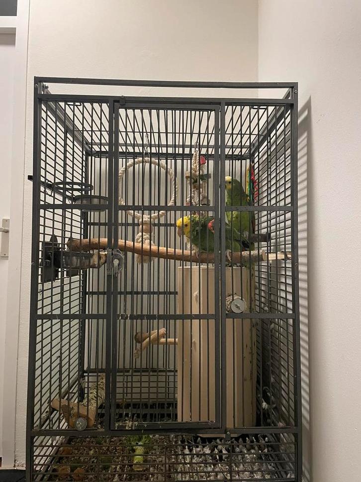 Amazon papegaai vrouwtje en mannetje, Dieren en Toebehoren, Vogels | Parkieten en Papegaaien