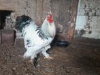 Brahma haan columbia, Dieren en Toebehoren, Pluimvee, Mannelijk, Kip