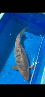 (28) Koi / Koi karper -  Soragoi 47 cm., Karper of Koi