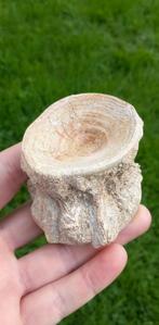 Grote fossiele Enchodus vissenwervel uit Marokko, Ophalen of Verzenden, Fossiel