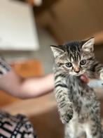 Kittens te koop mix scottisch fold