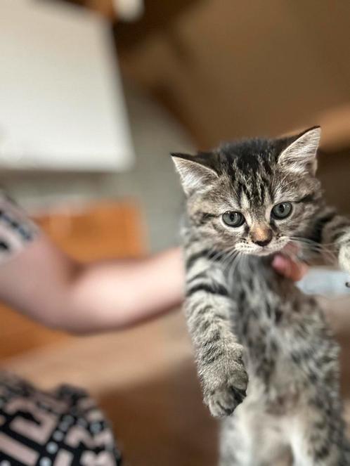 Kittens te koop mix scottisch fold, Dieren en Toebehoren, Katten en Kittens | Dekkaters