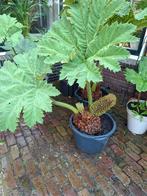 Gunnera manicata, Tuin en Terras, Planten | Tuinplanten, Ophalen, Zomer, Volle zon