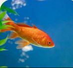 Vissen opvang, Dieren en Toebehoren, Vissen | Vijvervissen, Karper of Koi