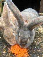 2 vlaamse reuzen voedsters 4 jaar oud, Dieren en Toebehoren, Konijnen, Vrouwelijk, Groot
