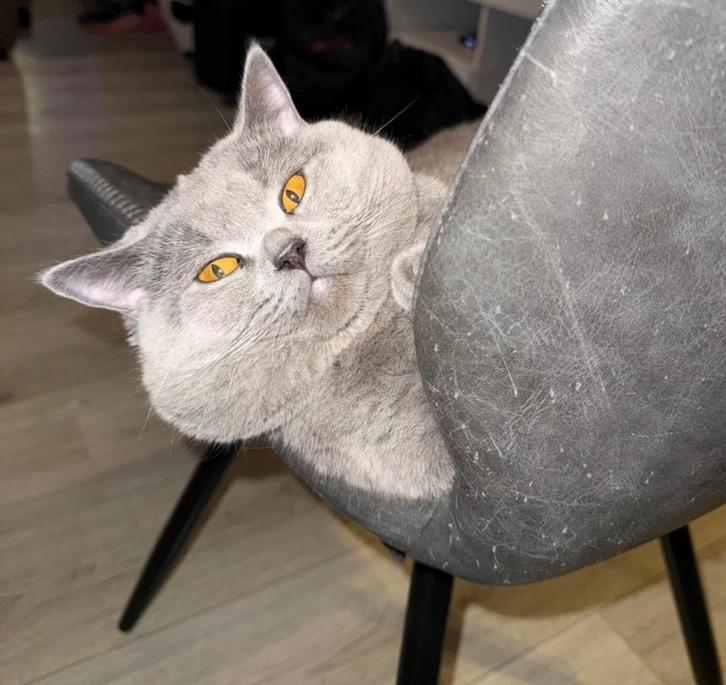 Britse korthaar kittens en ouders, Dieren en Toebehoren, Katten en Kittens | Raskatten | Korthaar, Meerdere dieren, 0 tot 2 jaar