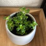 Pilea depressa incl. Potje, Huis en Inrichting, Kamerplanten, Minder dan 100 cm, Halfschaduw, Ophalen