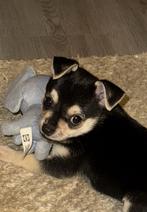 Chihuahua Kruizing peruaanse mini naakthond, Dieren en Toebehoren, Honden | Chihuahua's en Gezelschapshonden, Rabiës (hondsdolheid)