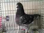Giant homers koppel, Dieren en Toebehoren, Vogels | Duiven, Meerdere dieren, Overige soorten